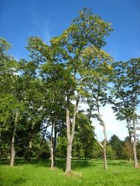 Ailanthus Altissima 2