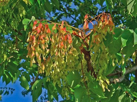 Ailanthus Altissima.JPG