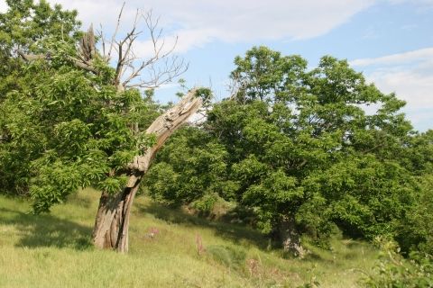 Bilan chataigneraie ardechoise