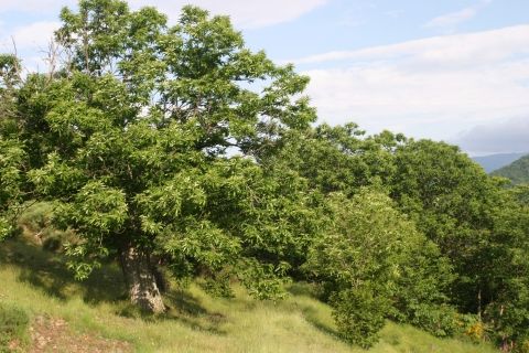 Bilan chataigneraie ardechoise