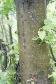 Bilan chataigneraie ardechoise