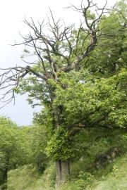 Bilan chataigneraie ardechoise