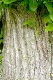 Bilan chataigneraie ardechoise