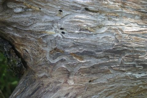 Bois de Païolive - Bois mort