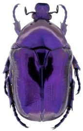 Bois de Païolive - Grande cétoine bleue : Coleoptera Cetoniidae Eupotosia mirifica (Mulsant, 1827) © HPA