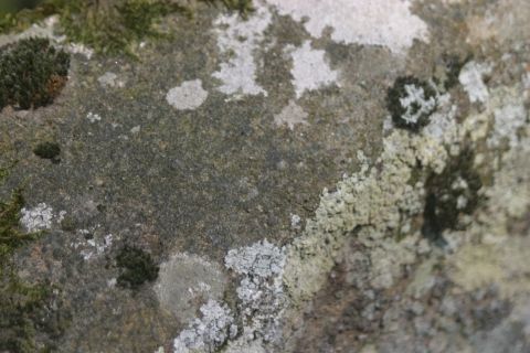 Bois Laville - Grès