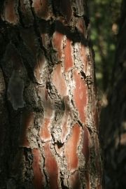 Bois Laville - Tronc pin parasol