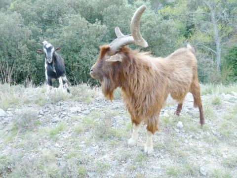 bouc  des gorges de l'Ardèche