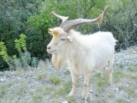 Bouc  des gorges de l'Ardèche