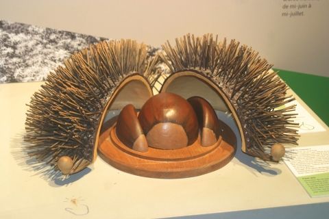 CASTANEA