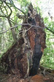 Châtaignier de l'hermet - Desaignes en Ardèche