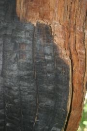 Châtaignier de l'hermet - Desaignes en Ardèche