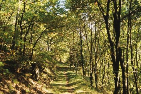 Chemin sous bois