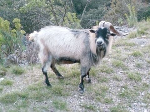 Les chèvres sauvages des gorges de l'Ardèche