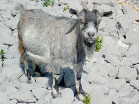 chèvre des gorges de l'Ardèche
