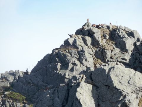 Chèvres sur le rocher d'abraham