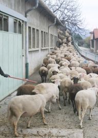ESAT St-Joseph de Veyras