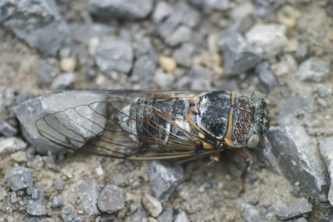 Forêt de pins sud - Cigale