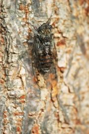 Forêt de pins sud - Cigale rouge