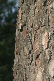 Forêt de pins sud - Malbosc