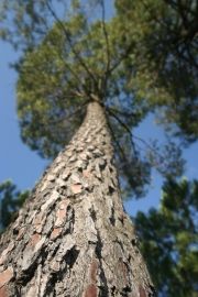 Forêt de pins sud - Malbosc