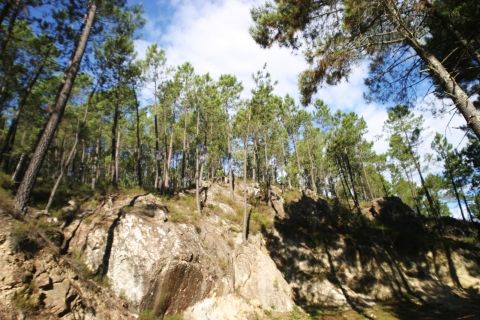La forêt de pins du sud