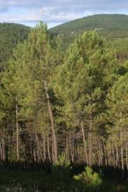 Forêt de pins sud - Malbosc