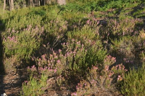 Forêt de pins sud - Malbosc Bruyère