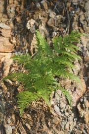 Forêt de pins sud -  Malbosc Fougère