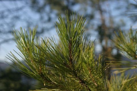 Forêt de pins sud - Pin salzmann