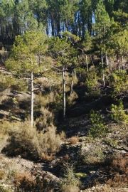 Forêt de pins sud - Pin salzmann