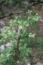 Forêt Emile Zarbre - Renaissance du buis