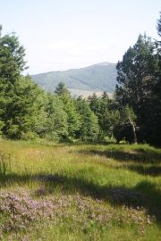Forêt et tourbière du Tanargue