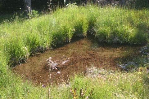Forêt et tourbière du Tanargue