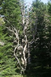 Forêt et tourbière du Tanargue
