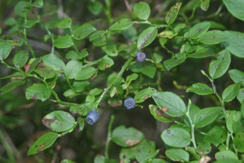 Forêt et tourbière du Tanargue - Myrtilles