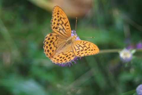Forêt et tourbière du Tanargue - Papillon Tabac d'Espagne