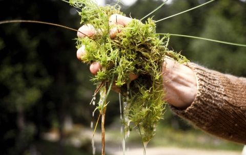 La forêt et la tourbière