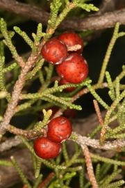 Genévrier de phénicie - Gorges de l'Ardèche ©olivier peyronel