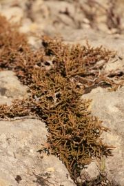 Genévrier de phénicie - Gorges de l'Ardèche ©olivier peyronel