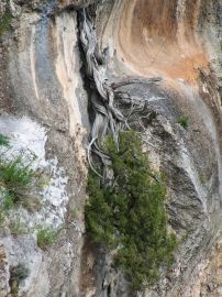 Genévrier de phénicie - Gorges de l'Ardèche ©olivier peyronel
