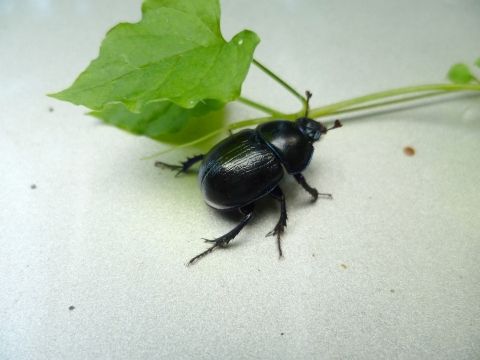 Grande cétoine bleue 1   (2).JPG