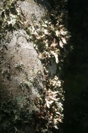 Hêtraie de Borée - Lichen