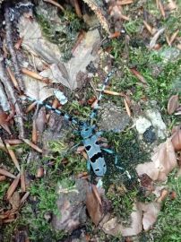 Hêtraie de Borée - Rosalie des alpes © Anissa Jenecourt