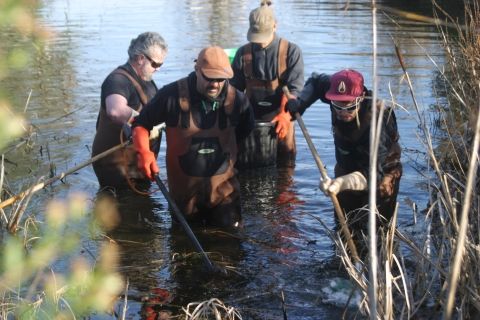 Invasions aquatiques