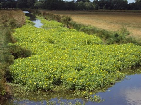 Jussie dans le Brivet