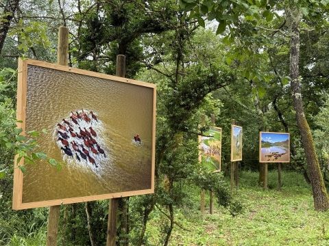 L'exposition La beauté sauvage en majesté à Lagorce © Collection privée (3).jpeg