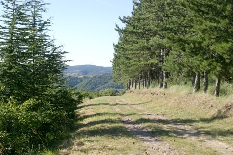 La forêt des Sens