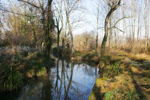 Lônes et forêts alluviales