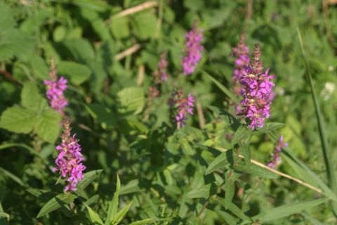 Lônes et forêts alluviales - Chemin lône de la Roussette